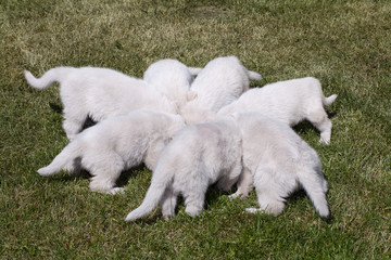 Seven White Swiss Shepherd`s puppys