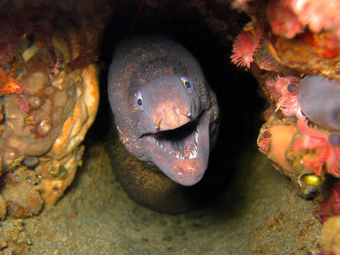 Threatening moray eel underwater in the Mediterranean sea, Pyrenees Orientales, France
