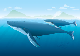 Naklejka premium Humpback Whale and young on surface. Full compatible gradients.