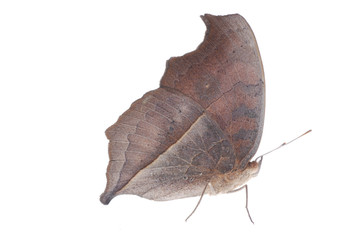 peacock pansy butterfly side view