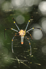 spider