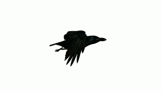 Crow Flying