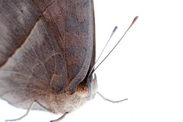 peacock pansy butterfly, Junonia almana