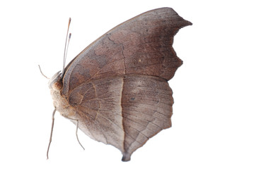 Obraz premium peacock pansy butterfly, Junonia almana