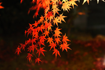 MOMIJI