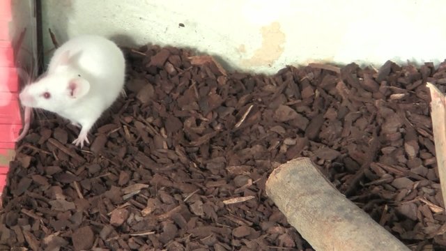 wei&szlig;e maus