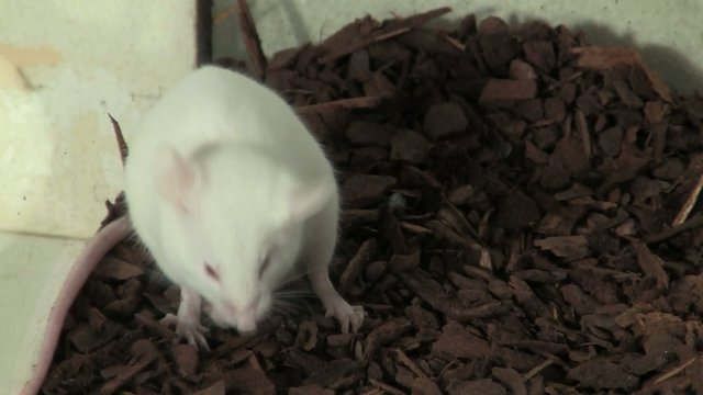 wei&szlig;e Maus