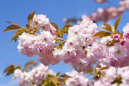 Banch of cherry blossom