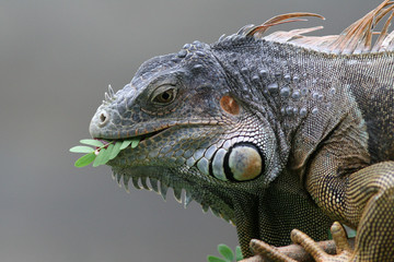Fototapeta premium Black Iguana (Ctenosaura similis) in Roatan, Honduras