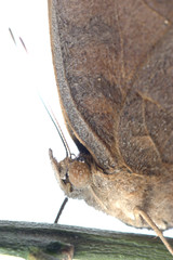 peacock pansy butterfly, Junonia almana