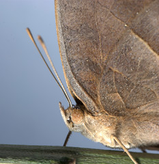 peacock pansy butterfly macro