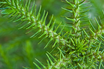 Nolfolk island pine