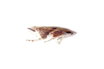 tiny insect leafhopper