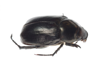 black scarab beetle