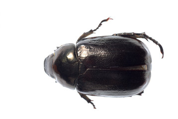 black scarab beetle