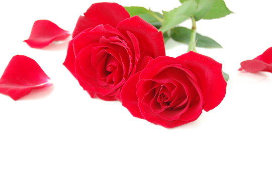 赤いバラと花びら　