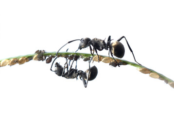 ant and aphid symbiosis