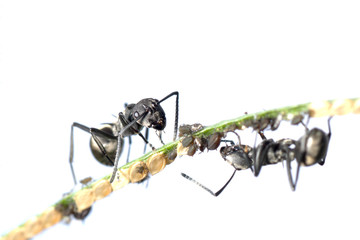 ant and aphid symbiosis
