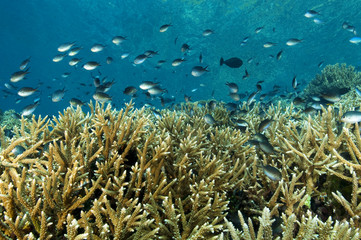 Reef scenic Raja Ampat