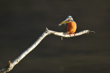 食事中のカワセミ