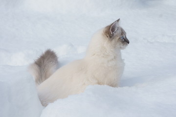 cute cat in snow