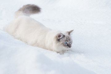 ragdoll in snow