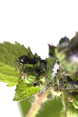 ant on flower