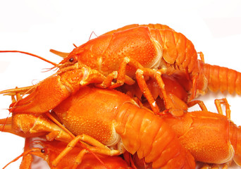 red boiled river lobster
