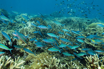 Fototapeta na wymiar Fusiliers over hard corals Raja Ampat Indonesia