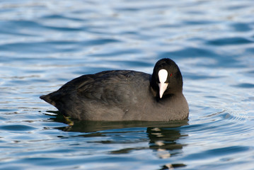 Foulque