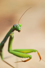 Praying mantis