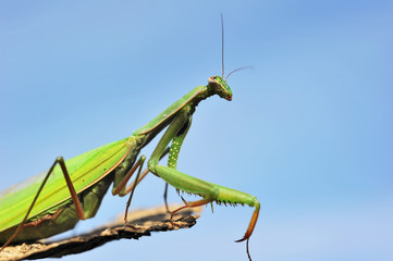 Praying mantis on a bark with sky in the background
