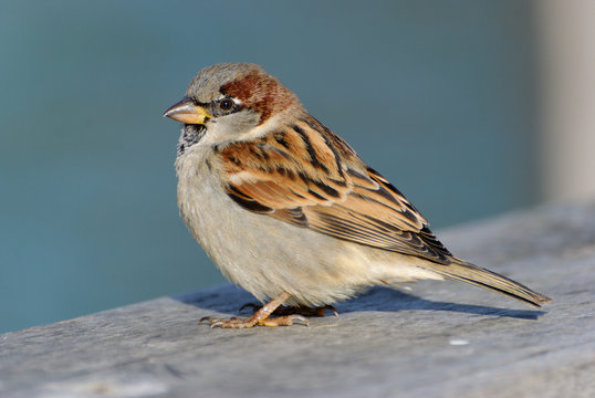 moineau
