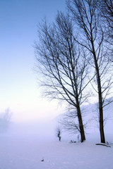 alberi in paesaggio invernale con nebbia