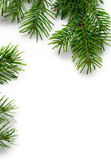 Fir isolated on white
