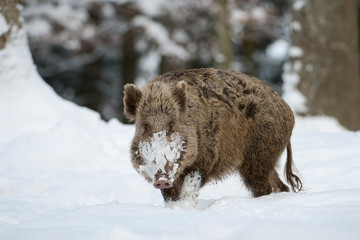 Wildschwein, Wild boar, Sus scrofa