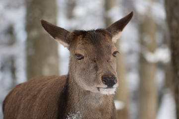 Rothirsch, Red deer, Cervus elaphus