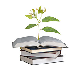 Tree growing from open book