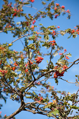 Tree with red berries