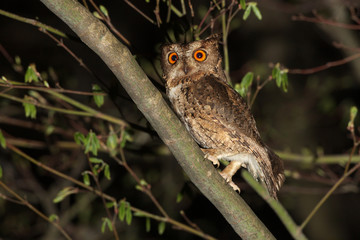 オオコノハズク