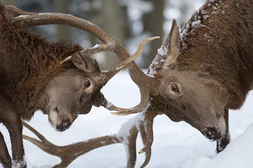 Foto op Canvas Rothirsch, Red deer, Cervus elaphus © Wolfgang Kruck