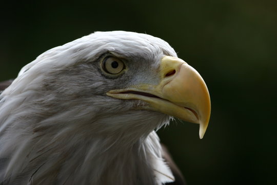 453 Best Aigle Royal Images Stock Photos Vectors Adobe Stock