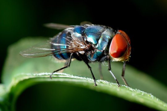 insect fly macro