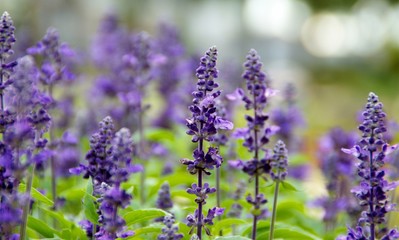 Naklejka premium flower