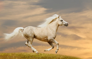 Obraz na płótnie Canvas pony running in sunset