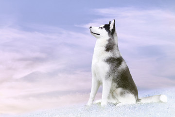 husky on the north © Mari_art
