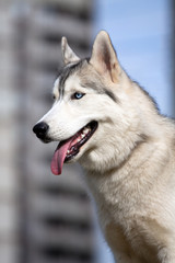 Siberian Husky