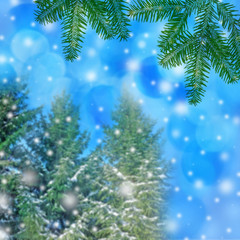 winter background with spruce trees