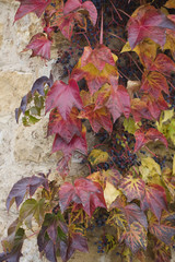 autumn wild grape on wall