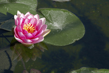Water lily in garden lake